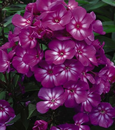 Phlox Candy Store® Grape Lollipop™